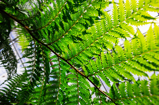 Beautiful natural fern empty pattern. Perfect background with young green tropical leaves of a fern. Foliage plant, jungle nature texture for summer tropical paradise advertising. Copy space. Kenya, Africa.