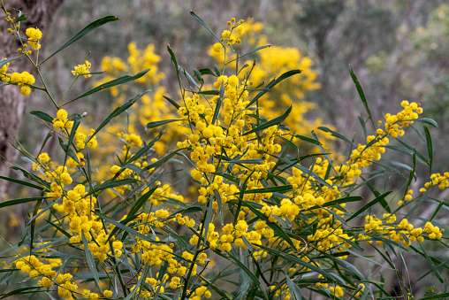 Close-up full frame view of yellow flowering broom, suitable for background purposes.