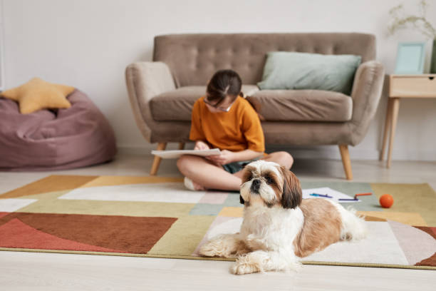 istock Cute Little Dog On Carpet 1427750307