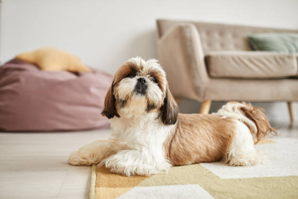 Cute Shi Tsu Dog At Home Minimal portrait of small Shi-Tsu dog lying on carpet in cozy home interior, copy space shih tzu stock pictures, royalty-free photos & images