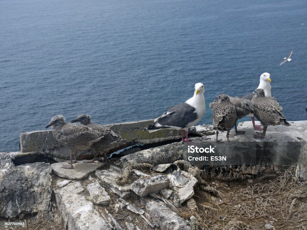 Seagull couple with young chicks on the shore Seagull parents couple with young chicks in the nest on the shore, Sea of Okhotsk coast  wildlife Animal Stock Photo