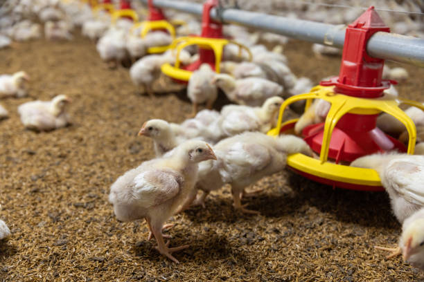 istock Chicken automatic feeding in close farm, temperature and light control , Thailand. 1427773313