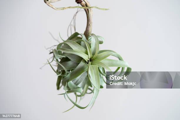 Tillandsia Streptophylla Setting On Wood Stick Stock Photo - Download Image Now - Air Plant, Botany, Color Image