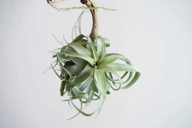 Tillandsia Streptophylla setting on wood stick. Tillandsia streptophylla is a species in the genus Tillandsia.