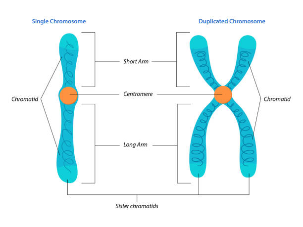 Illustration of Singel and duplicated chromosome structure Illustration of Singel and duplicated chromosome structure chromosome illustrations stock illustrations