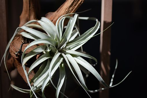 Tillandsia Xerographica with sunlight setting on wood stick in isolated dark background. Tillandsia Xerographica is a species in the genus Tillandsia.