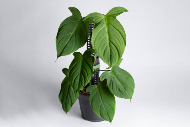 istock Philodendron Camposportoanum plant with black plastic pot 1427777871