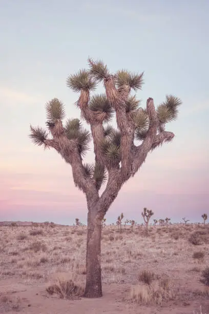 Photo of Joshua Tree Desert Landscape at Sunset in California National Park