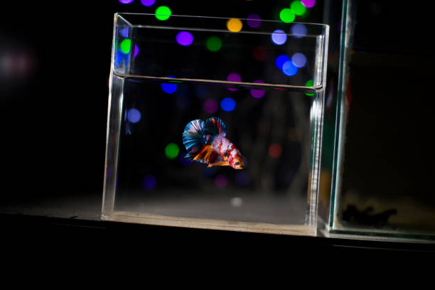istock betta fish multicolor in aquascape with colorful bokeh background 1427796948