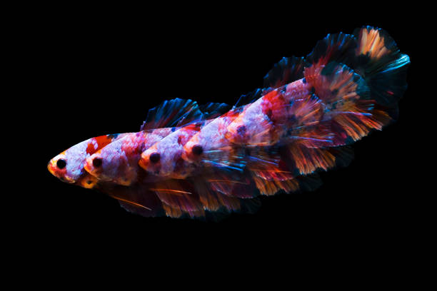 istock betta fish multicolour movement with Stroboscopic technique photography 1427797233