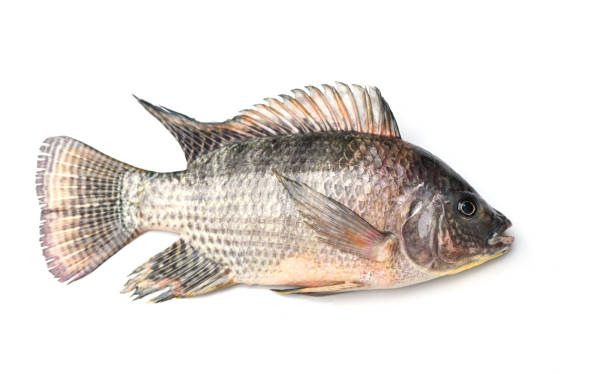 istock Tilapia isolated on white background, Fresh raw tilapia fish from the tilapia farm 1427802349