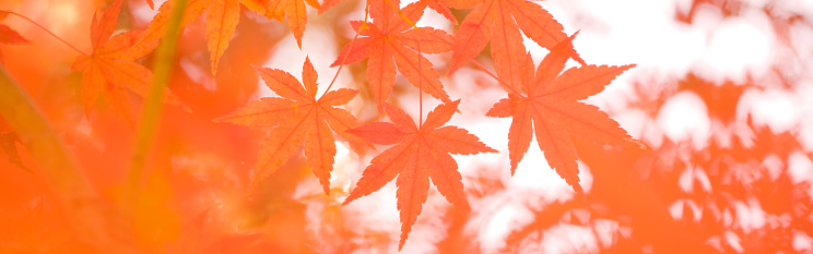 Red&yellow maple leaves in Mt.Takao which has three stars of michelin.