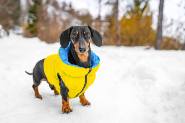 istock Dog in bright warm clothes stands on snowy path in forest, Looks at camera. 1427803659