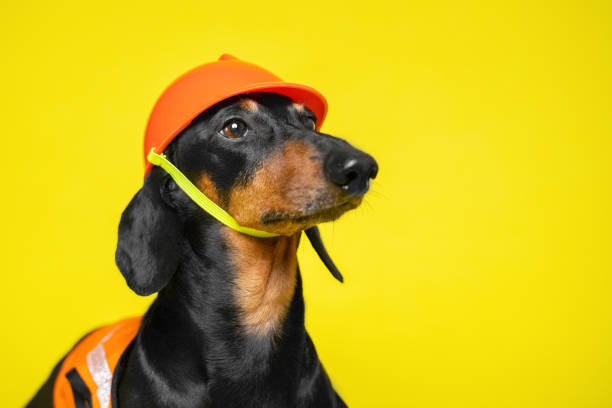 istock Dachshund dog in costume of builder with protective helmet, copy space 1427803852