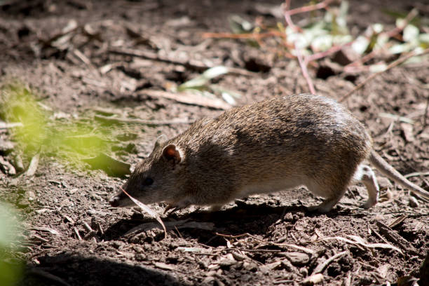 o bandicoot é um pequeno marsupial cinza e marrom - potoroo - fotografias e filmes do acervo