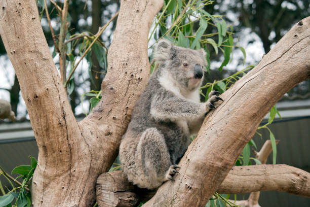 istock the koala is sitting in the fork of the tree 1427804498