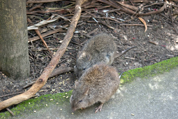 les deux potoroos sont sourcils gris avec de longues queues - potoroo photos et images de collection