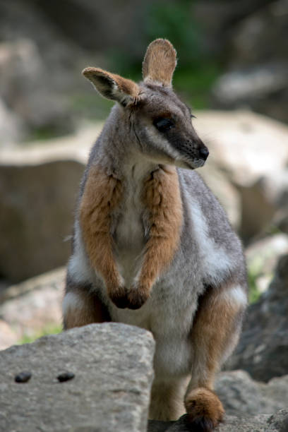 istock this is a young yellow footed rock wallaby 1427806282