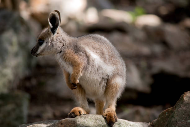 istock this is a young yellow footed rock wallaby 1427806868