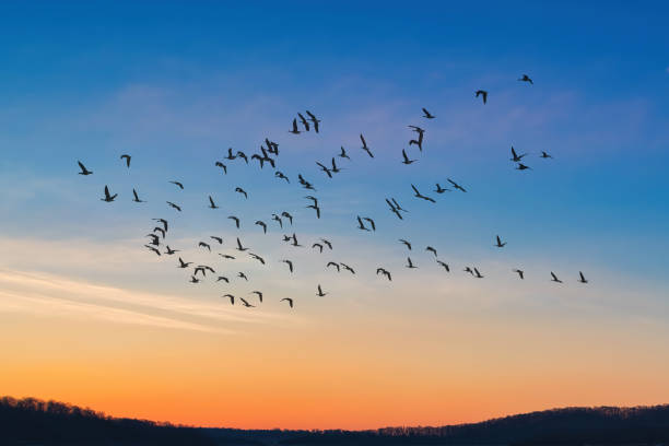 istock Amazing sky on sunset or sunrise with flying birds with copy space 1427821718