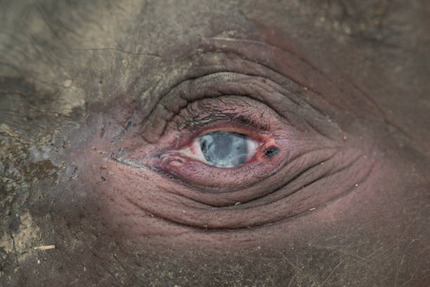 A two-month-old wild baby elephant after being rescued by the community and rangers from a mud pit in Panton Beunot village, Tiro sub-district, Aceh. After being trapped for three days, the community and rangers tried to help rescue it and then brought it to the elephant conservation center for medical treatment. After two weeks of treatment, the baby elephant died.