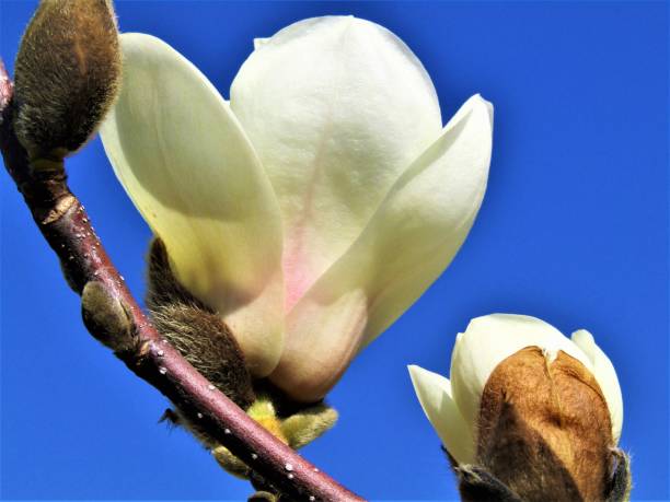 istock Japan. March. First magnolia flowers. Close-up. 1427828185