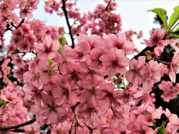 istock Japan. March. Blossom. 1427829226