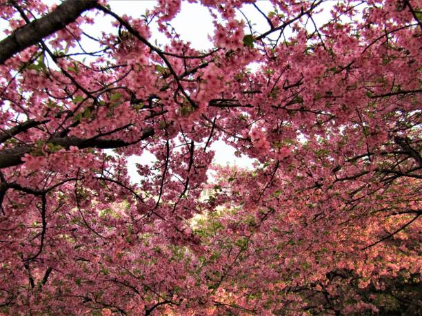istock Japan. March. Plum Garden in Blossom. Impression. 1427829281