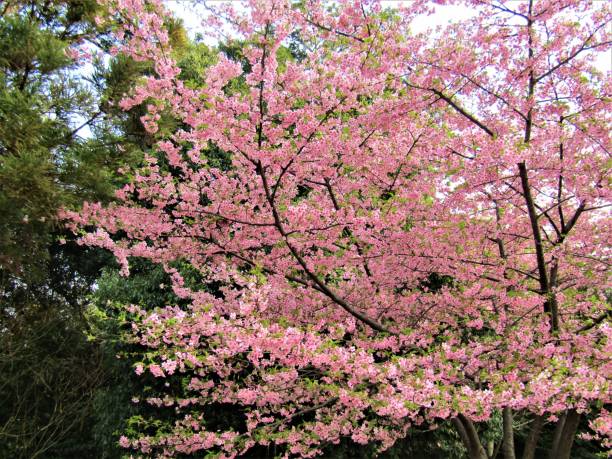 istock Japan. March.  plum tree blooms against the evergreen trees. 1427829355