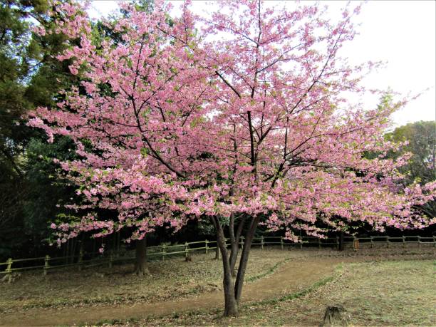 istock Japan. March.  plum tree blooms against the evergreen trees. 1427829356