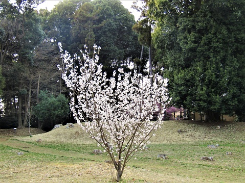 Plum blossom in Japan.