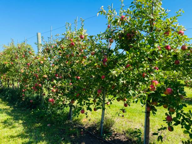 istock Row of apple trees in the orchard. 1427830843
