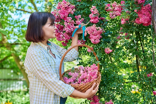 Woman caring for rose bush in garden on summer day. Female removing faded flowers with secateurs. Backyard landscaping with flowering shrubs, gardening, floriculture, nature, people concept