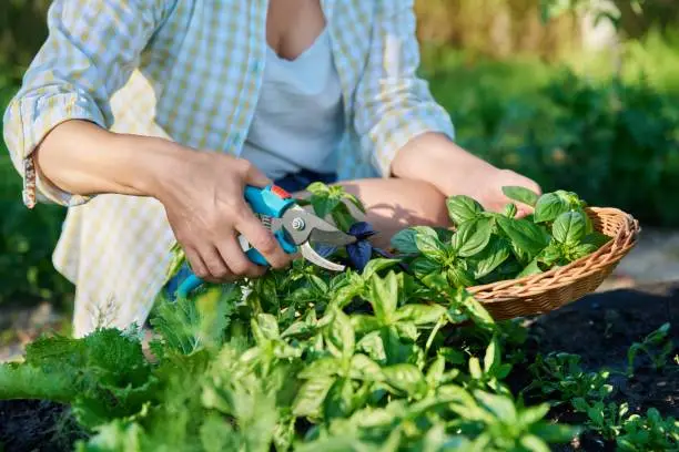 Woman's hands with secateurs picking basil leaves. Harvesting spicy fragrant basil, growing natural healthy organic eco herbs. Food, horticulture, summer, harvesting, cooking, agriculture