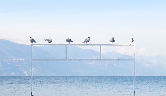 Six seagulls at the lake.