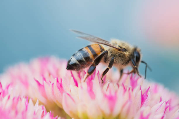 istock Honey bees collect pollen Spiraea flower. Macro shot. 1427842199