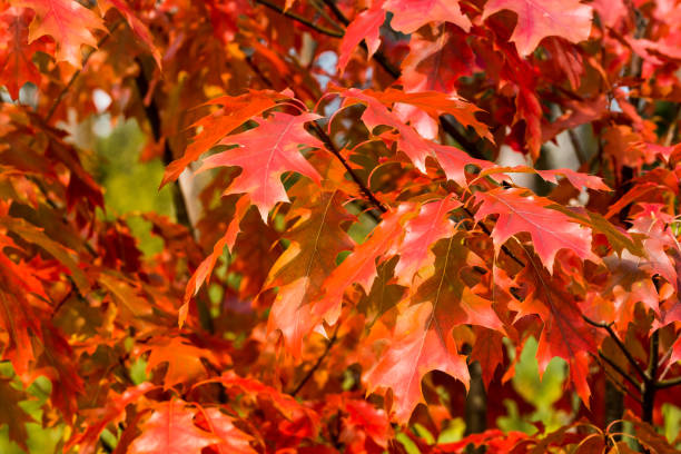 Branches of red oak with red leaves, on background of the forest - fotografia de stock