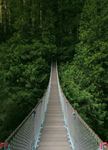 Suspension Bridge inside the Forest stock photo