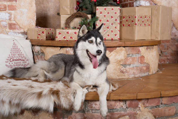 istock dog husky winter christmas new year 1427847201