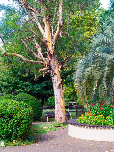 istock eucalyptus smooth-skinned tree with molting bark in the park in summer 1427847664