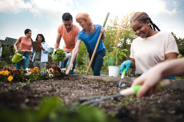 Multiracial group of young men and young women gather as volunteers to plant flowers in community garden with mature woman project manager advice and teamwork stock photo