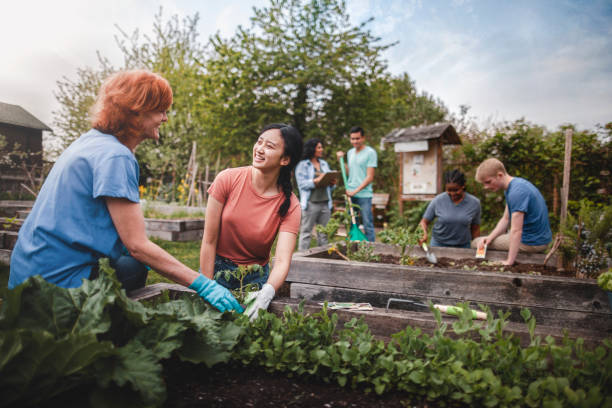 multiracial group of young men and young women gather as volunteers to plant vegetables in community garden with mature woman project manager advice and teamwork - gemeenschap stockfoto's en -beelden