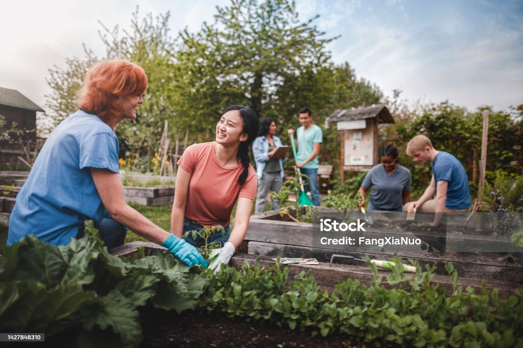 Multiracial group of young men and young women gather as volunteers to plant vegetables in community garden with mature woman project manager advice and teamwork Community Stock Photo