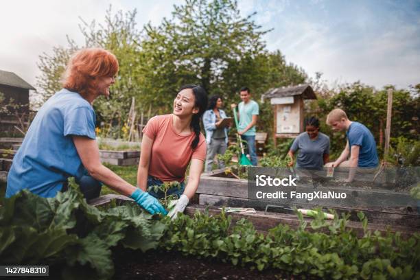 Multiracial Group Of Young Men And Young Women Gather As Volunteers To Plant Vegetables In Community Garden With Mature Woman Project Manager Advice And Teamwork Stock Photo - Download Image Now