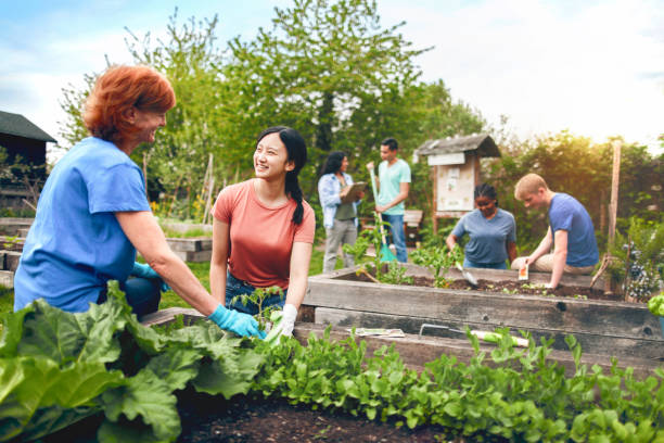 grupo multirracial de jovens homens e jovens se reúnem como voluntários para plantar vegetais em horta comunitária com conselhos de gerente de projetos de mulheres maduras e trabalho em equipe - box white cube blank - fotografias e filmes do acervo