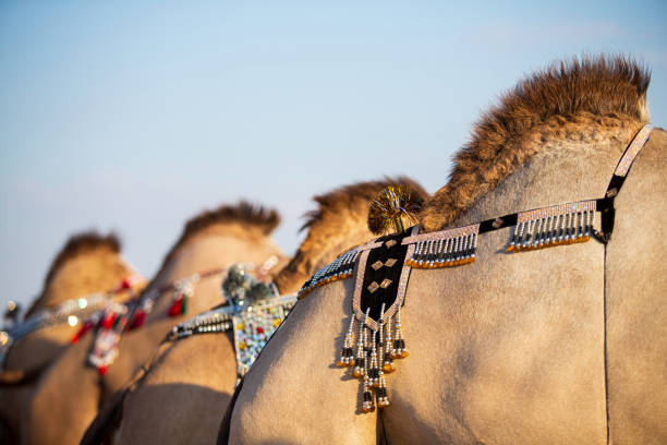 kamel-gruppenkamera mit dem muster - camel desert travel safari stock-fotos und bilder