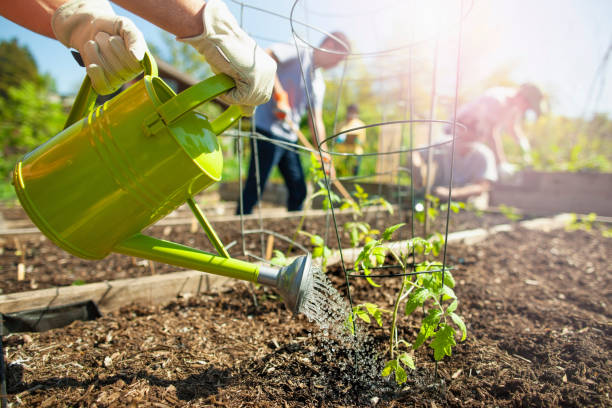18,700+ Watering Vegetable Garden Stock Photos, Pictures & Royalty-Free Images - iStock | Watering garden