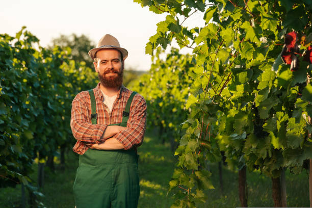 istock Front view looking at camera young winemaker man farmer hat crossed arms vineyard smiles cheerfully. 1427861202