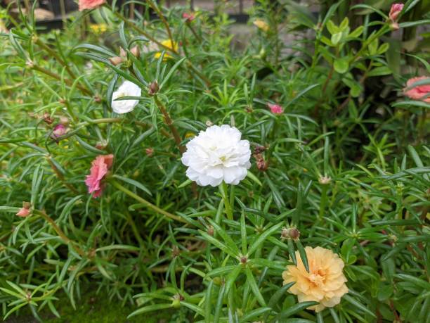 istock Portulaca Gradiflora or Moss Rose 1427863883