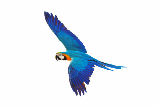 オウム - gold and blue macaw ストックフォトと画像